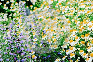 Chamomile and salvia flowers.Flowerbed with wildflowers in a natural style. Piet Oudolf flower beds.White and purple
