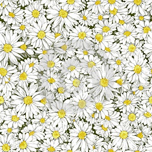 Chamomile seamless pattern.