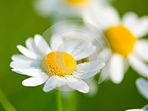 Chamomile selective focus photo