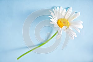 Chamomile single flower on the blue background. Copy space. Spring or summer background concept