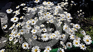 Chamomile photo