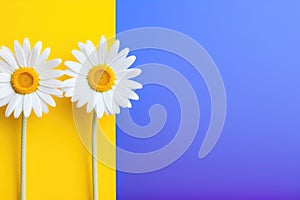 chamomile summer flowers on a blue and yellow background with copy space