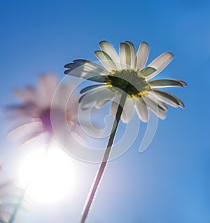 Chamomile with sunshine.