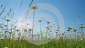 Chamomile sway in wind. Wild white wildflowers that sway blowing in the gentle breeze. Low angle view.