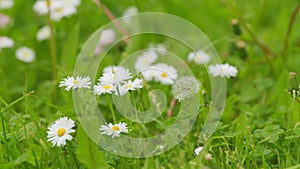 Chamomile sway in wind. Wild white wildflowers that sway blowing in the gentle breeze. Slow motion.