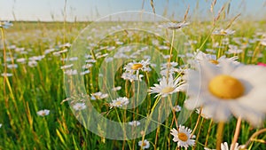 Chamomile sway in wind. Wild white wildflowers that sway blowing in the gentle breeze. Slow motion.