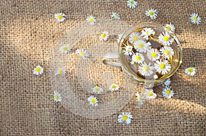 Chamomile tea on baggy cloth, morning sunbeam