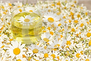 chamomile tea is a therapeutic healthy drink a cup against the background of daisies A lot of daisies on the table Copy