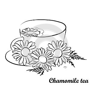 Chamomile tea vector outline. Medicinal chamomile and a cup of tea