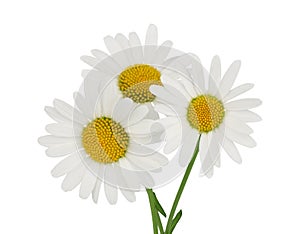 Chamomile, three, isolated on a white background