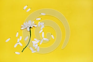 Chamomile with torn petals on yellow background
