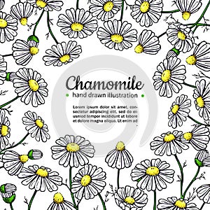 Chamomile vector drawing frame. Isolated daisy wild flower and leaves. Herbal artistic style illustration.