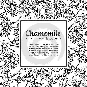 Chamomile vector drawing frame. Isolated daisy wild flower and leaves. Herbal engraved style illustration.