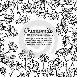 Chamomile vector drawing frame. Isolated daisy wild flower and leaves. Herbal engraved style illustration.