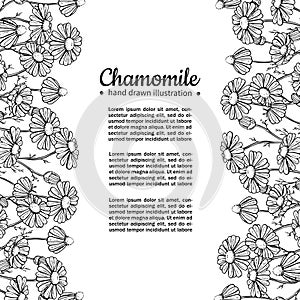 Chamomile vector drawing frame. Isolated daisy wild flower and leaves. Herbal engraved style illustration.