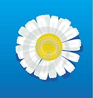 Chamomile vector illustration.