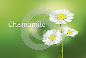 Chamomile vector illustration.