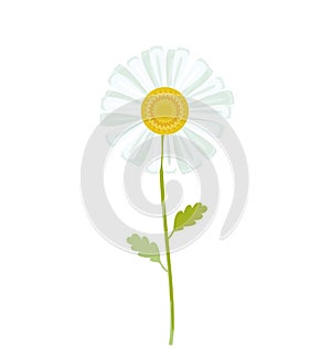 Chamomile vector illustration.