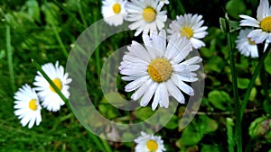 Chamomile with water drops sways in the wind against background of flowers and grass. Plants after rain. Dew drops on chamomile.