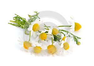 Chamomile