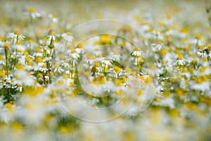 Chamomile. White daisies. White flowers bokeh background. Field of wild Chamomile. Spring flowers Chamomile in meadow.