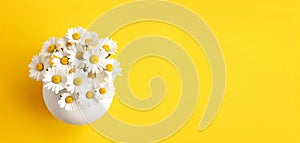 Chamomile White Daisy Flowers Bouquet on Yellow Background