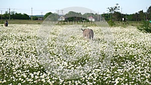 Chamomile. White daisy flowers in a field of green grass sway in the wind at sunset. Chamomile flowers field with green
