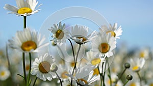 Chamomile. White daisy flowers in a field of green grass sway in the wind at sunset. Chamomile flowers field with green