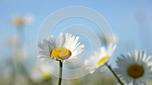 Chamomile. White daisy flowers in a field of green grass sway in the wind at sunset. Chamomile flowers field with green