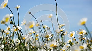 Chamomile. White daisy flowers in a field of green grass sway in the wind at sunset. Chamomile flowers field with green