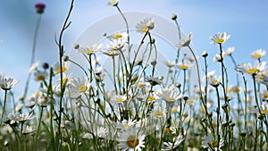 Chamomile. White daisy flowers in a field of green grass sway in the wind at sunset. Chamomile flowers field with green