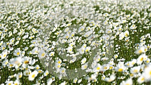 Chamomile. White daisy flowers in a field of green grass sway in the wind at sunset. Chamomile flowers field with green