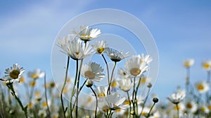 Chamomile. White daisy flowers in a field of green grass sway in the wind at sunset. Chamomile flowers field with green