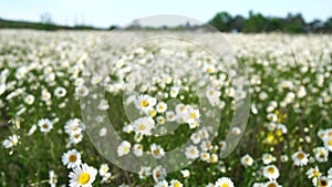 Chamomile. White daisy flowers in a field of green grass sway in the wind at sunset. Chamomile flowers field with green