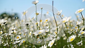 Chamomile. white daisy flowers in a field of green grass sway in the wind at sunset. Chamomile flowers field with green