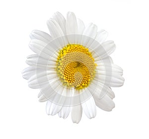 Chamomile white flower isolated on white background