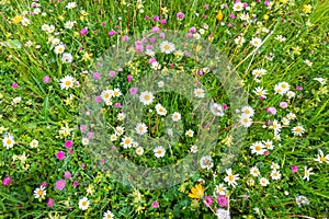 Chamomile and wild clover flowers in an alpine meadow in the Italian Dolomites