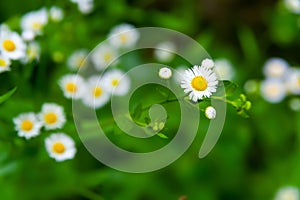 Chamomile wild flower. Blooming white meadow flower. Close-up of a small wild flower. Medicinal homeopathic plants. Selective soft