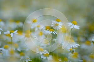 Chamomile wild flower field. Meadow of white Chamomile flowers. Herbal medicine. Chamomile background. Spring Daisy.