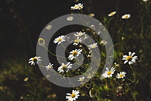 Chamomile wild flowers blooming in springtime