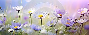 Chamomile wild flowers in the field in the sunlight licht purple color background