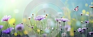 Chamomile wild flowers in the field in the sunlight licht purple color background