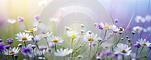 Chamomile wild flowers in the field in the sunlight licht purple color background