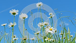 Chamomile wild flowers sway in wind against blue sky. Perennial flowering ornamental plant for gardens and designed