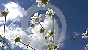 Chamomile wildflowers against a blue sky with white clouds on a summer sunny day