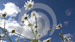 Chamomile wildflowers against a blue sky with white clouds on a summer sunny day