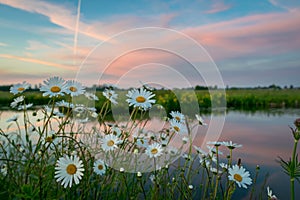 Chamomile wildflowers along the waterside in the dutch polder landscape at sunset. Defocused background.