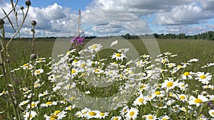 Chamomile wildflowers in the foreground in the field on a flying sunny day