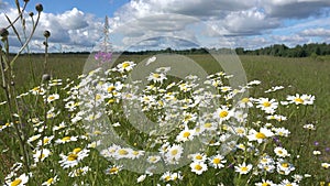 Chamomile wildflowers in the foreground in the field on a flying sunny day