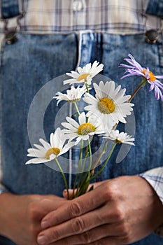 Chamomile in woman hands on summer jeans trousers background